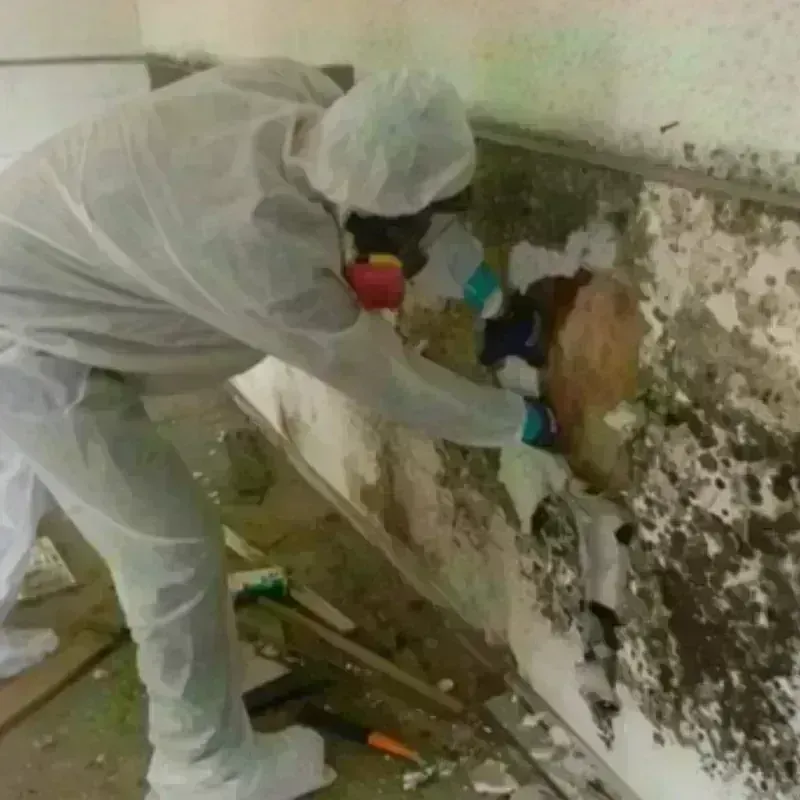 Mold Remediation and Removal in Devens, MA